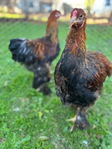 Frangos machos de galinha Brahama perdiz 