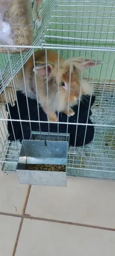 Coelho mini loop com gaiola e tudo