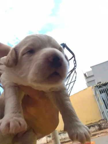Linda Golden Retriever 