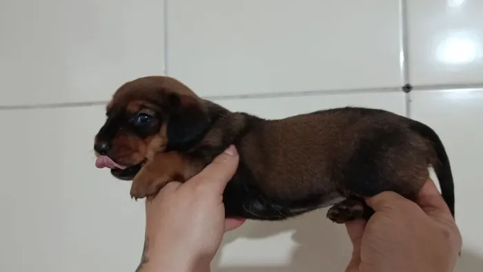 Daschund arlequin canela