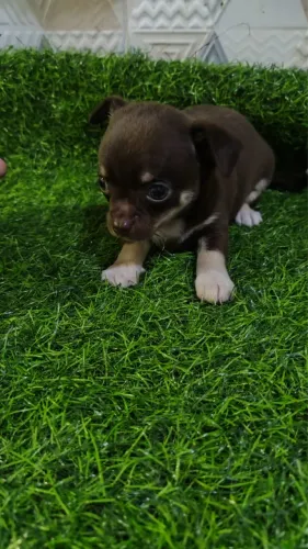 Chihuahua macho chocotan