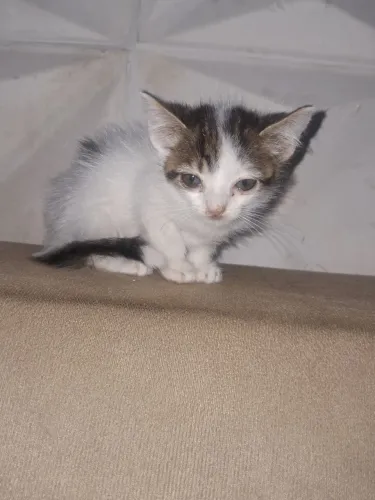 Doação de uma gatinha ?