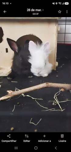 Doação 2 coelhos