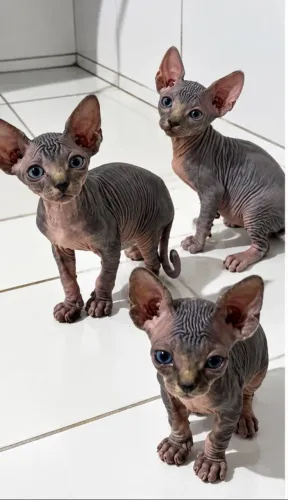 Sphynx Filhote Macho
