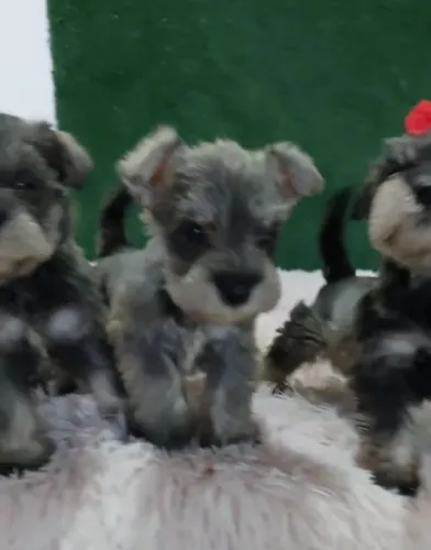Schnauzer fêmeas e machinhos com garantias em contrato 