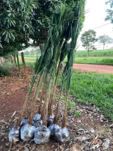 Mudas da guariroba ou gueiroba 2 metros  damos plantadas 