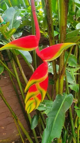 Mudas bananeira ornamental heliconia tropical burle marx