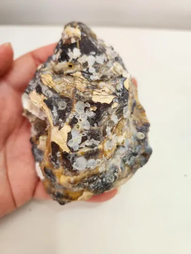 Concha de Ostra grande Natural para Decoração coleção ou artesanato 