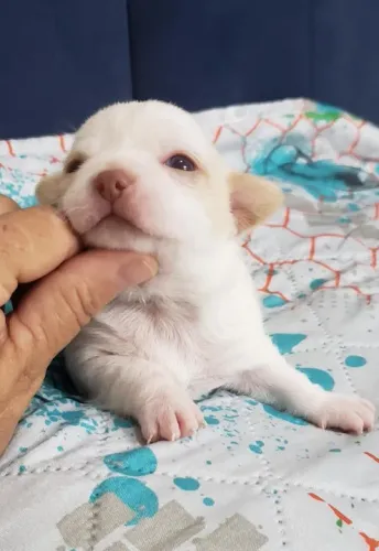 Chihuahua Pequeno Branco Fêmea - Muito Leal, Amorosa e Pronta Para um Novo Lar! 