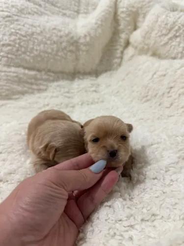 Yorkshire Terrier micro Dourado - Fofura Garantida!