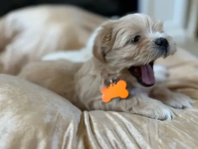 Lhasa Apso - Filhotes com Estrutura Impecável e Garantias de Saúde!