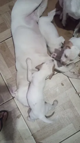 Vendo filhotes de Pit Bull monster restam pouco filhotes