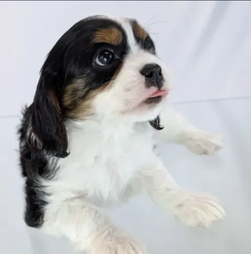 Cavalier King Charles Spaniel, um filhote calmo, sociável e elegante!