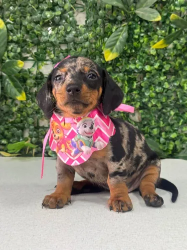 Filhote de Dachshund Arlequim - Fofura em 4 patas!