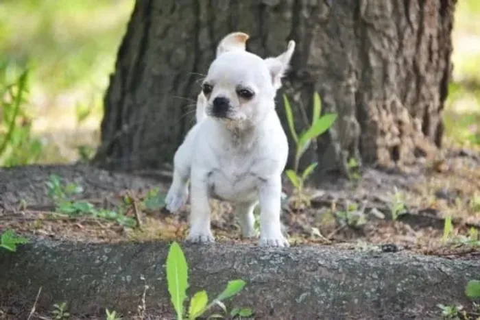 Chihuahua Micro Branco Macho - Pequeno, Charmoso e Muito Carinhoso!