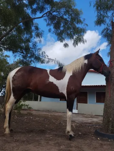 Cavalo Mangalarga Machador 