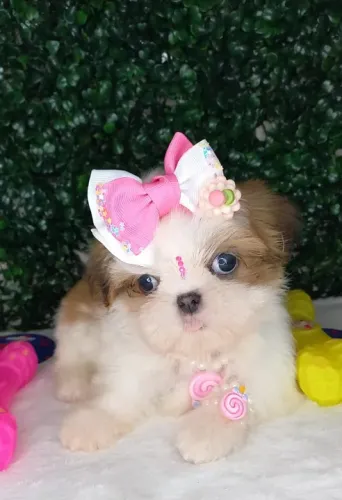 Shih-Tzu: Garanta Já Seu Filhote Macho Preto e Encha Sua Vida de Alegria!