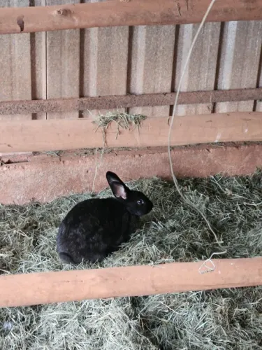 Coelhos Nova Zelândia de todas as idades 