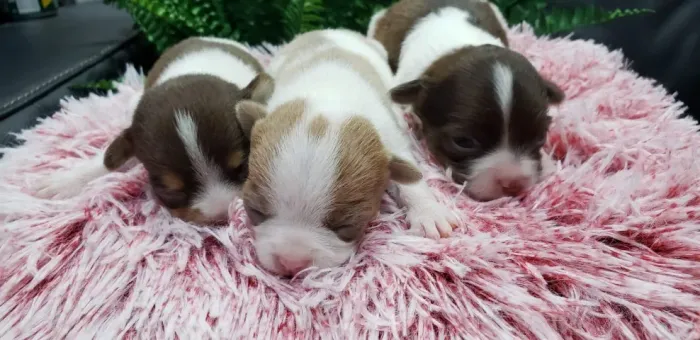 Chihuahaua A qualidade que você procura para o seu novo amigo!