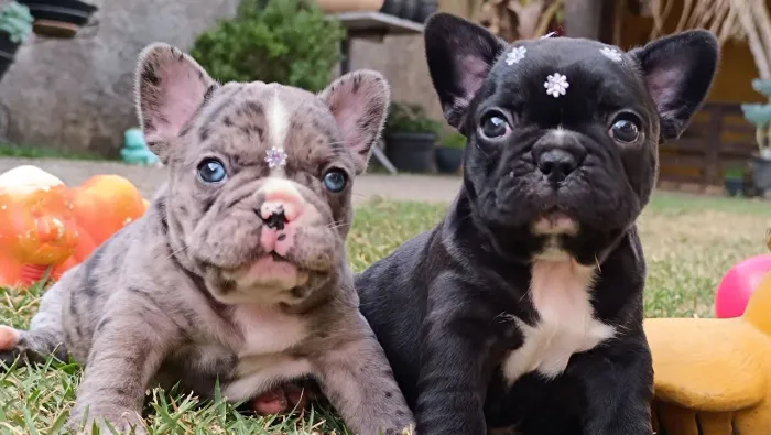 Buldogue francês exótico
