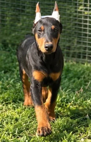 Filhote de Doberman fêmea
