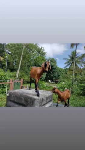 Cabras raça canindé