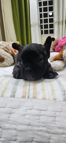 Lindos filhotes de buldogue francês