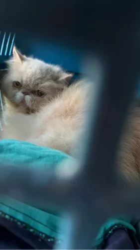 Gato persa.