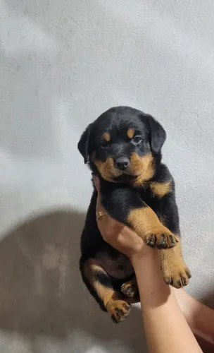 Lindos filhotes de rotwailler disponíveis