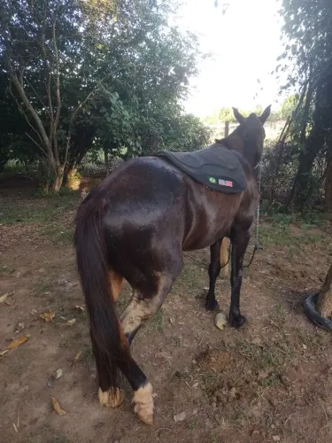 Vendo cavalo já manso de montaria 