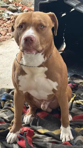 Doação de Pitbull 
