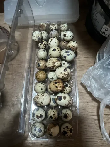 Ovos férteis