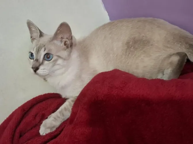 Adote um gatinho procura um lar sem acesso a rua. 