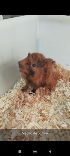 Porquinho da índia abissinio