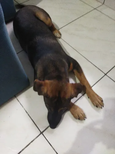 Cachorra fêmea