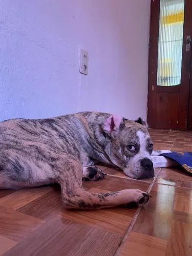 Buldogue americano