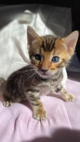 ? FILHOTE DE GATO BENGAL À VENDA ?