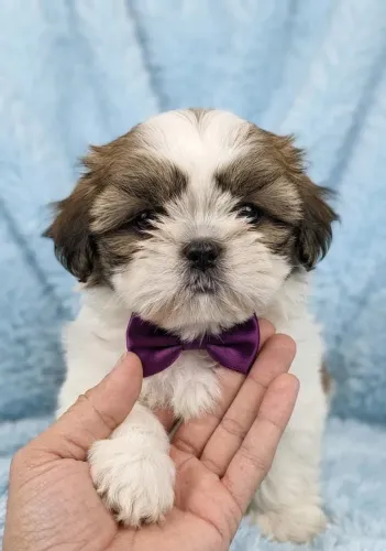 Filhote Shih Tzu Macho/Fêmea - Pedigree, Vacinado e Vermifugado