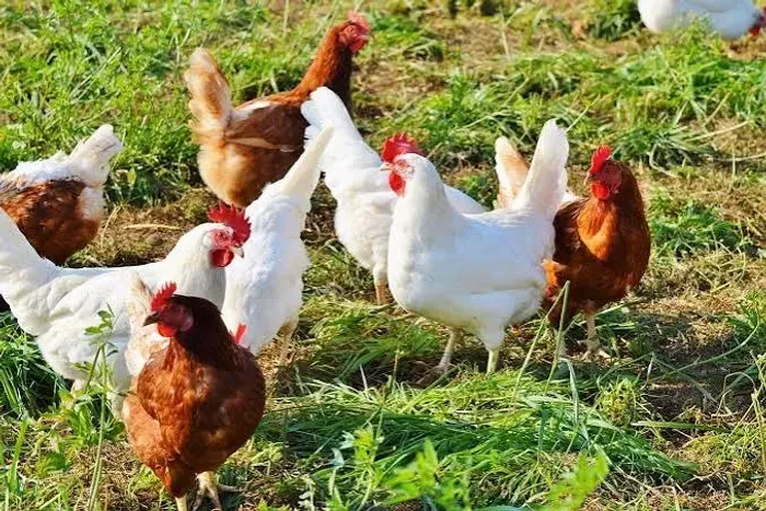 galinhas graúdas