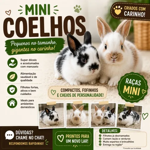 Filhotes Machos de Mini Coelho