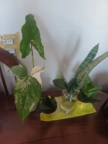 Mudas de plantas em vidro para área internas e sombra