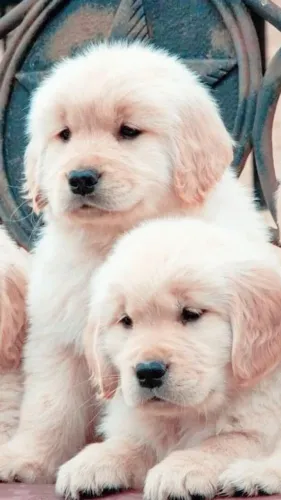 Filhotinhos golden retriever de pelagem densa super saudáveis e brincalhões