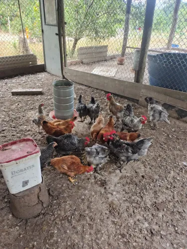 Vendo galinha pedrex e capirão