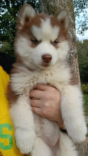 Vendo filhotes de Husky siberiano 