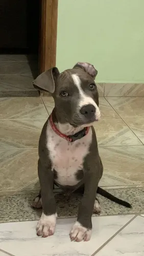 Vendo Pitbull dócil