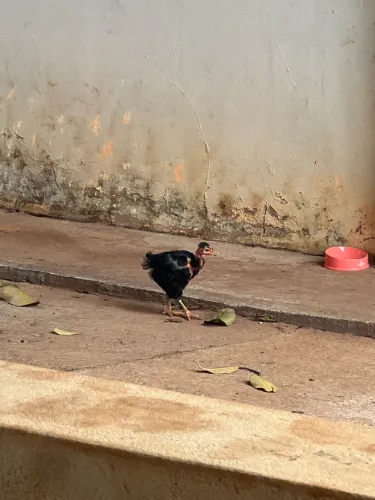 GBS Balao em Formosa