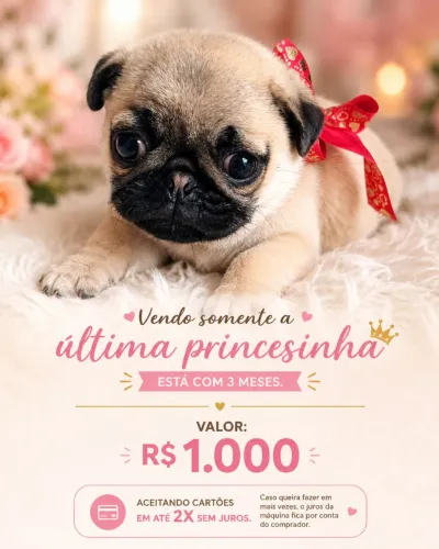 Vende Pug fêmea