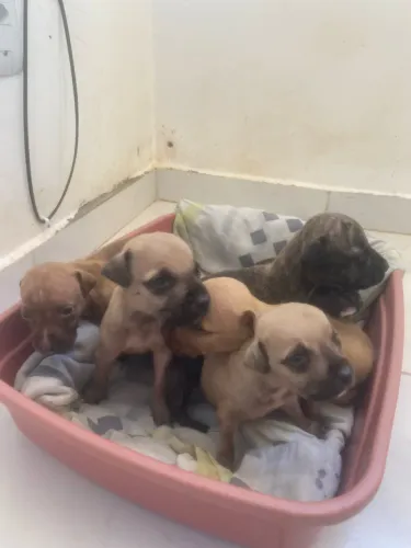 Promoção Filhotes de pitbull lindos todos macho 300$