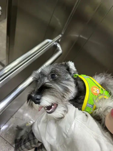 Filhote de schnauzer