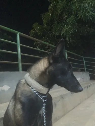 Vende-se pastor belga malinois 11 meses